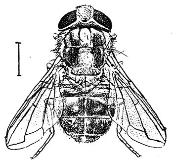 Cordylobia anthropophaga